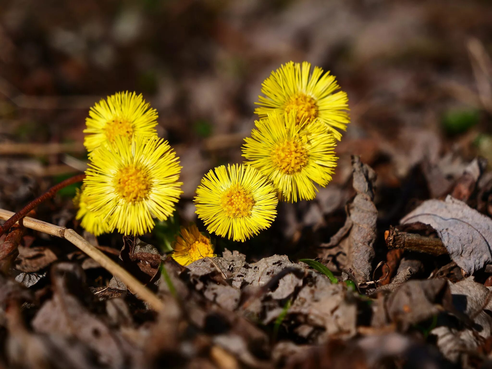 весенние цветы мать и мачеха. весна проталины мать и мачеха. первые цветы весной мать и мачеха. мачеха лес. мачеха лес.