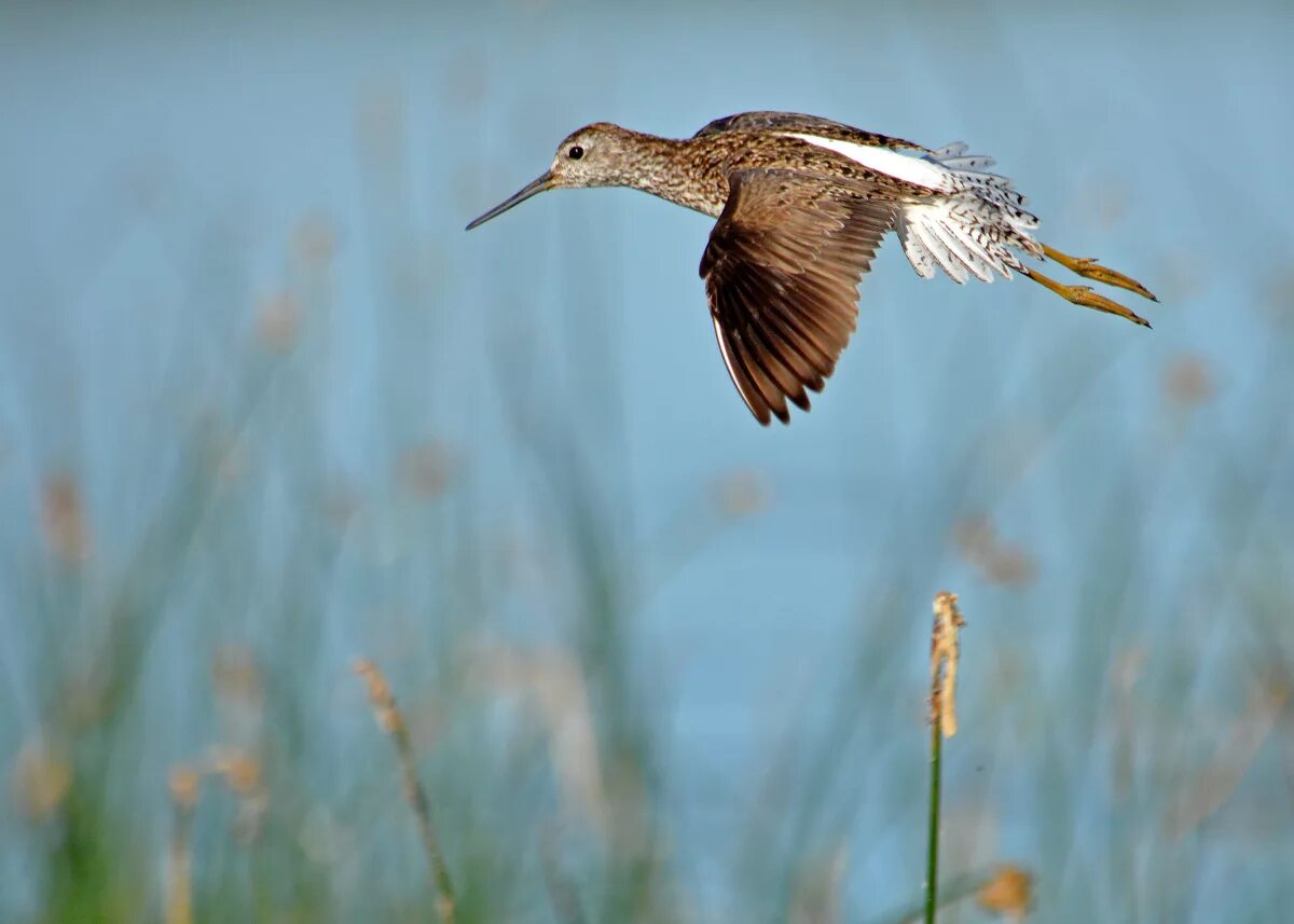 полет вальдшнепа 4 буквы. гнездо кулик вальдшнеп. птица с длинным клювом в подмосковье. самая медленная птица скорость полета. скорость полета вальдшнепа.