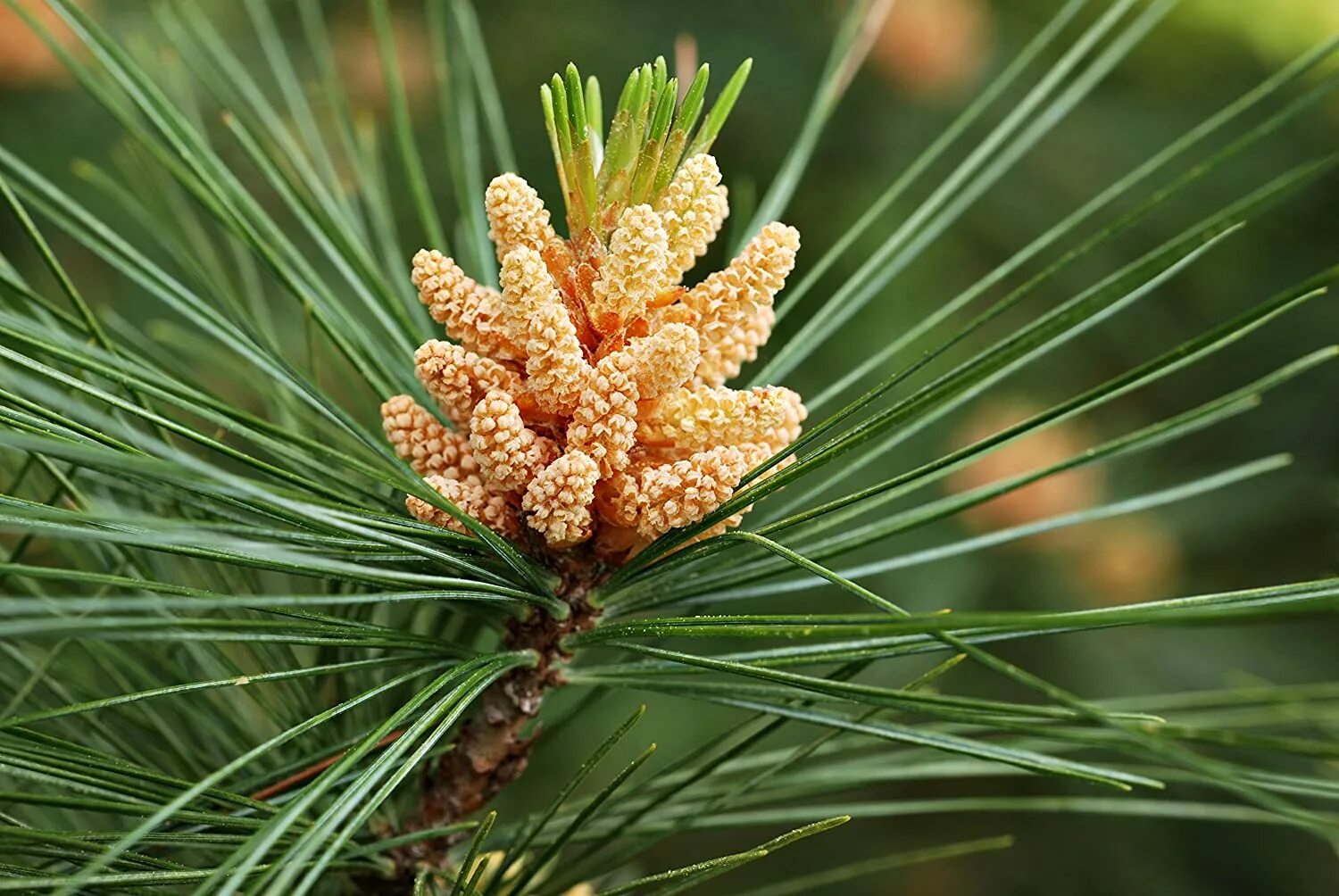 Сосна обыкновенная Pinus Sylvestris. Pinus Sylvestris шишки. Пыльца пицундской сосны. Сосна Пицундская шишки. Почки сосны польза