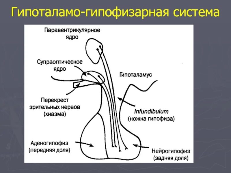 Схема связей гипоталамуса и гипофиза. Гипоталамогипофзарная система. Гипоталамо-гипофизарная система регуляции желез. Структура гипоталамо-гипофизарной системы. Гипофиза гипоталамо гипофизарная система