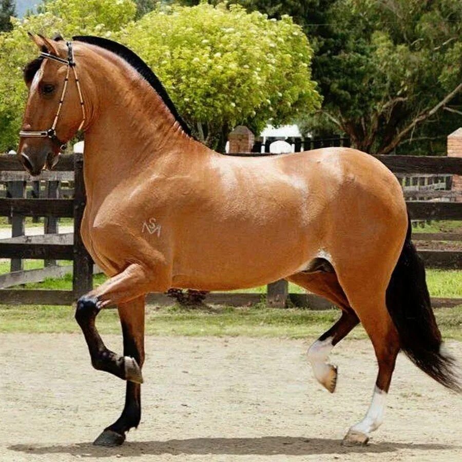 Кони рысаки орловской породы. Лошади про лошадей породы. Кигер мустанг гнедой. Буланый лузитано. Русская рысистая порода лошадей.