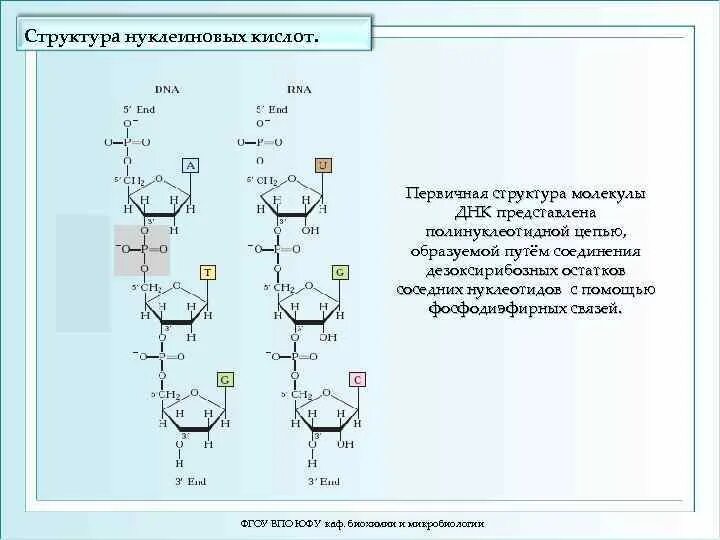 Структура нуклеиновых кислот днк. Структура и функции нуклеиновых кислот биохимия. Структура нуклеиновых кислот биохимия. Структура ДНК биохимия. Структурная организация нуклеиновых кислот биохимия.