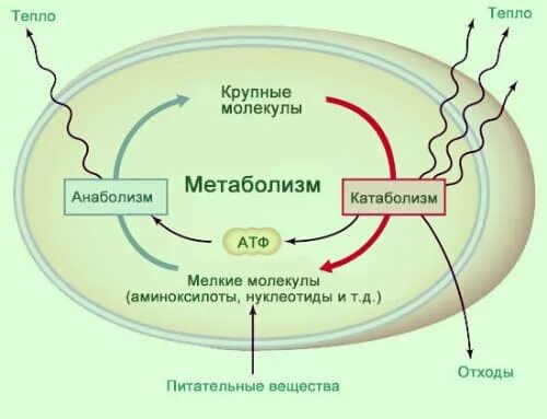 Функция обмен веществ функции. Функции метаболизма. функции анаболизма. начальные и конечные продукты анаболизма. метаболизм задания.