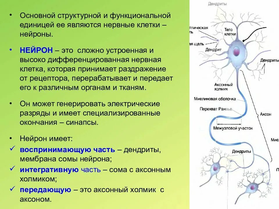 Основная особенность нервной ткани. Функциональные особенности нервных клеток. Структурная организация нервной ткани. Что является структурно-функциональной единицей нервной ткани?. Структурные элементы нейрона и их функции.