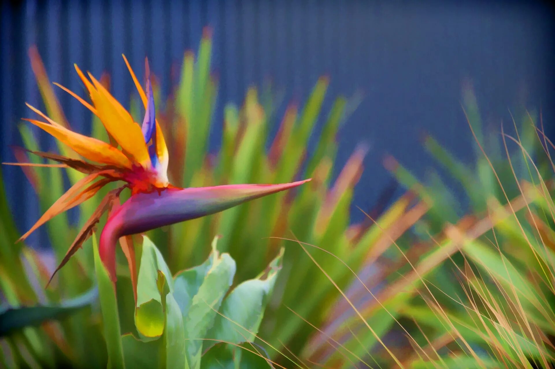 Flowers paradise. Райские цветы. Цветок райской птицы. Bird of Paradise цветок. Цветок Жар птица.