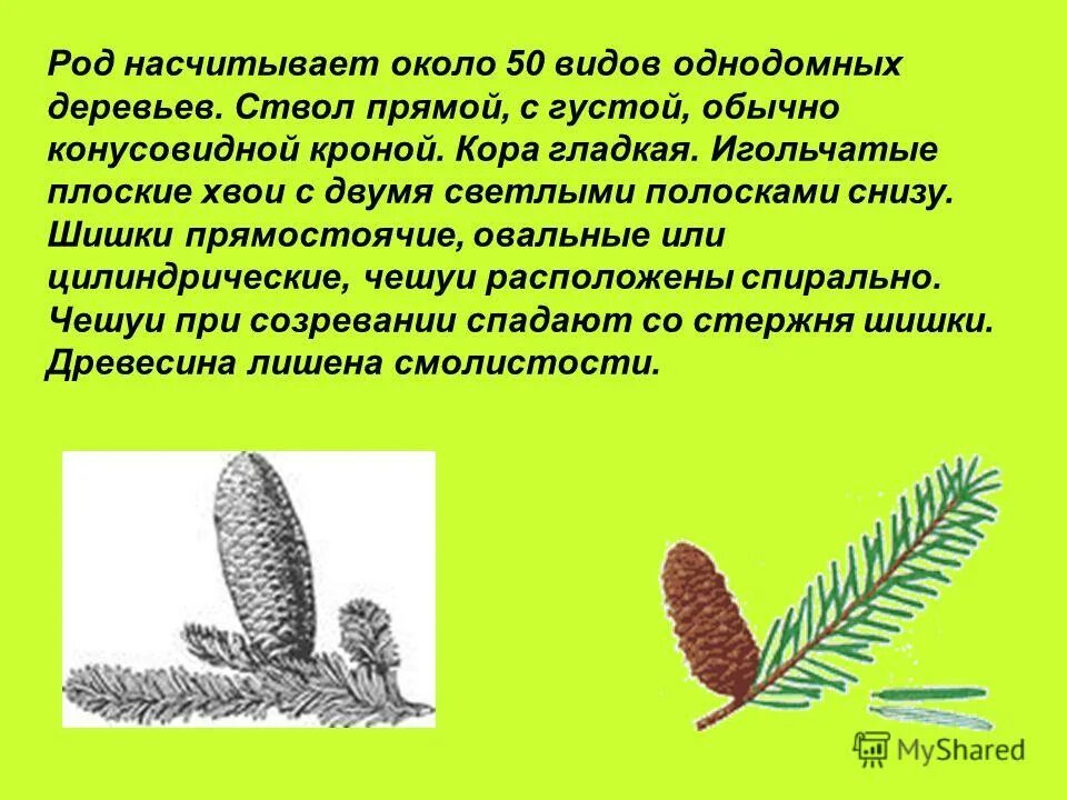 Роды хвойных. Пихта на картинках с описанием. Хвойное с плоскими иголками. Строение шишки пихты. Однодомные хвойные растения.