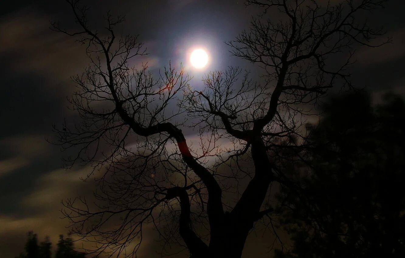 Дерево ночью. Пейзаж ночь. Ночь Луна дерево. Дерево в лунном свете. Дерево освещенное луной