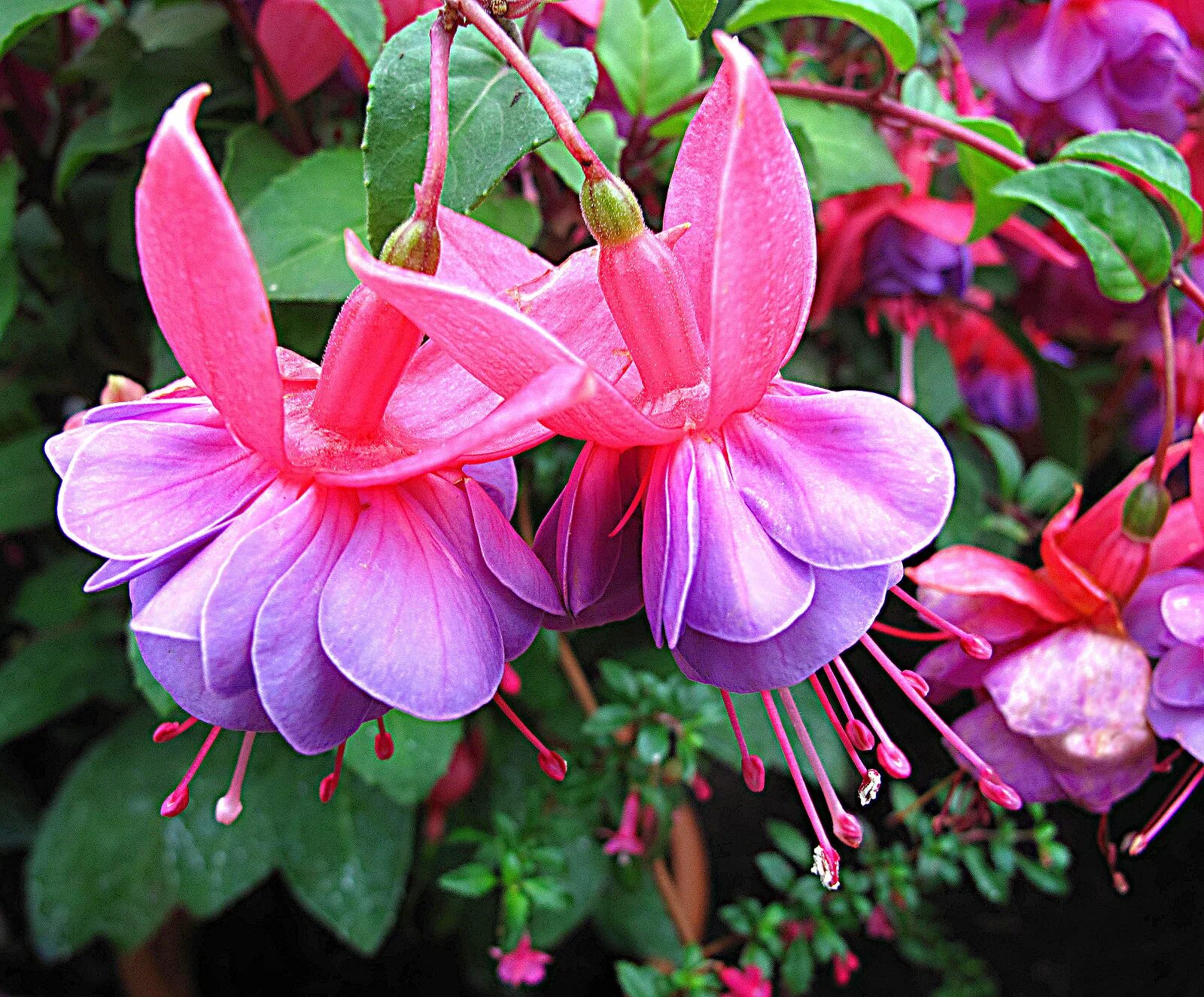 Fuchsia 'Velvet Crush' - Patio Fuchsias - The Vernon Geranium Nursery. Pinch out