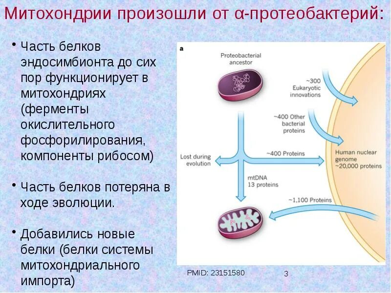 Белок в митохондриях. Ферменты митохондрий. Что происходит в митохондриях. Что такое митохондрии простыми словами у человека