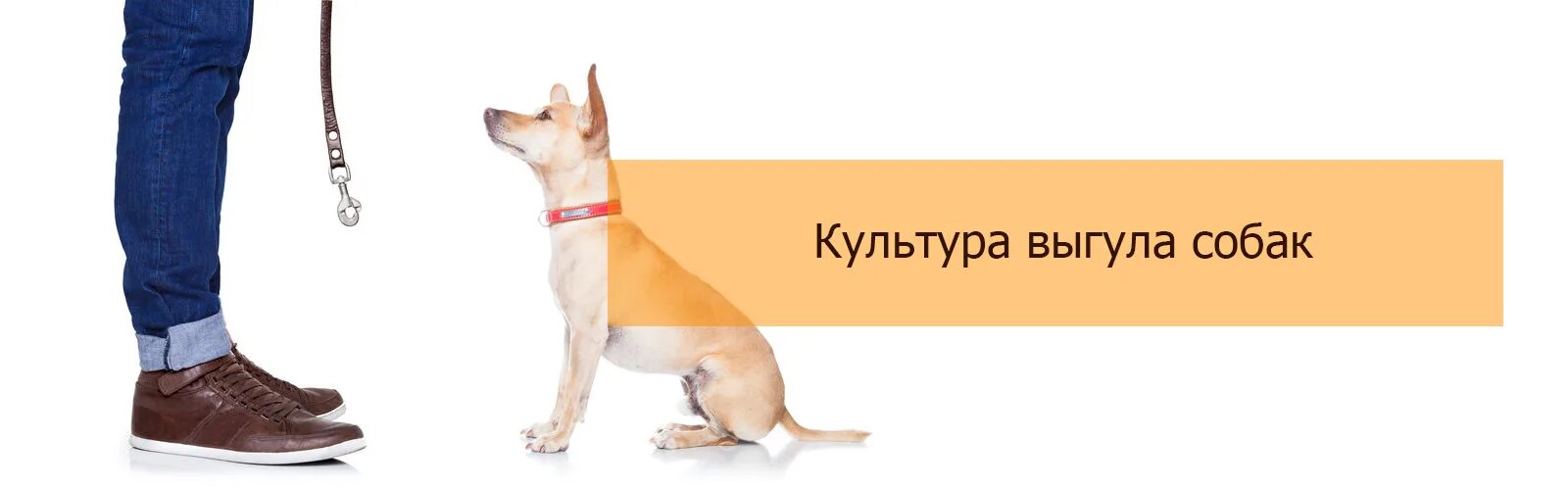 Сервис по выгулу собак. Сервис по выгулу собак