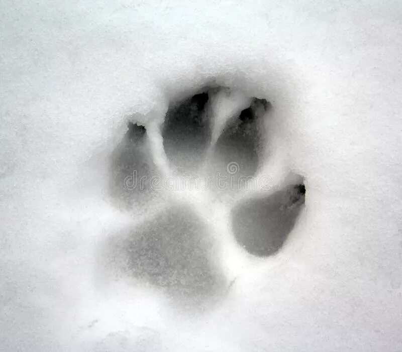 Отпечаток собачьей лапы на снегу. Собачьи лапки следы на снегу. Следы собаки на снегу. Следы большой собаки на снегу. Лапка на снегу