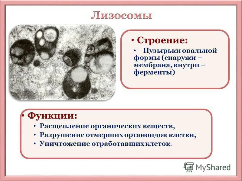 пероксисомы и лизосомы отличия. расщепление полимеров. ферменты лизосом образуются в. автолиз лизосом. лизосомы строение пузырьки овальной формы.