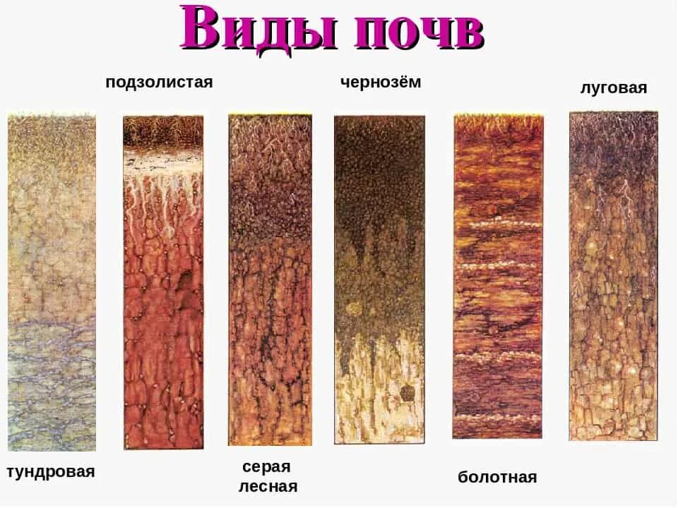 Укажите различия разных типов лесных почв. Почвы подзолистые лесные чернозем. подзолистая почва тип плодородия. тип почвы чернозем с песком. первичные виды почв.