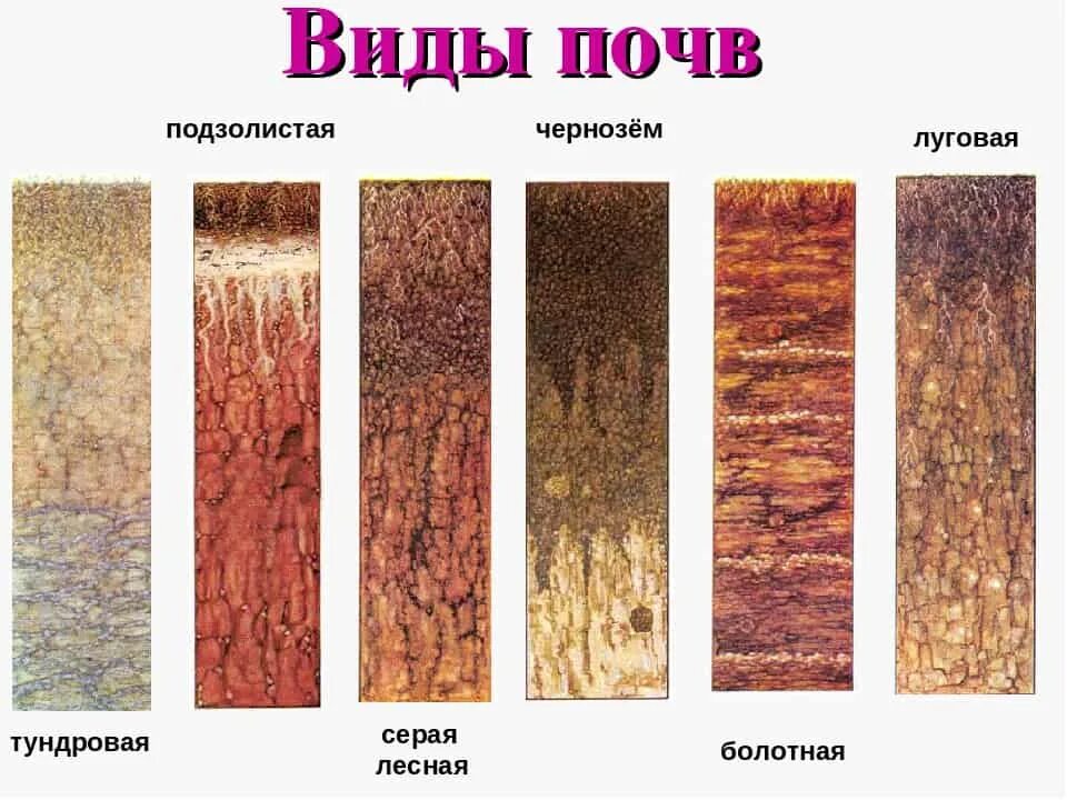 Какие почвы относятся к азональным типам подзолистые. Почвы подзолистые Лесные чернозем. Подзолистая почва Тип плодородия. Тип почвы чернозем с песком. Первичные виды почв.