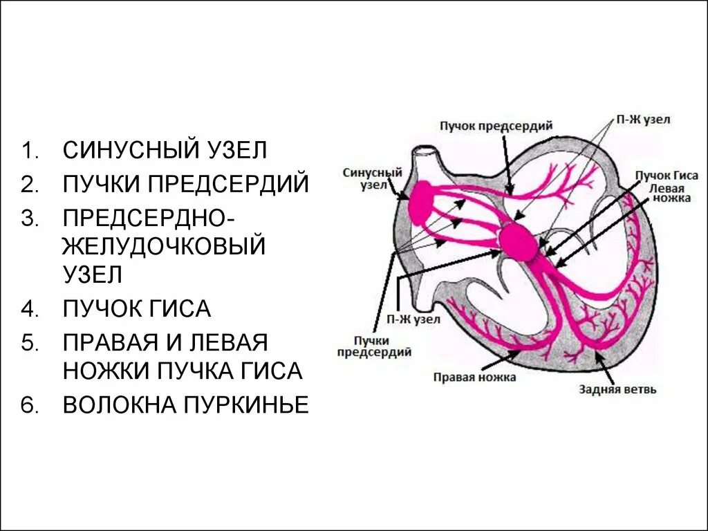 Пучок пуркинье. Проводящая система сердца волокна Пуркинье. Проводящая система сердца ножки пучка Гиса. Проводящая система сердца предсердно желудочковый узел. Схема синусового узла сердца.