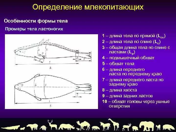 Основные промеры рыб. Схема промеров рыб. Промеры тела мелких млекопитающих. Промеры черепа млекопитающих измерение.