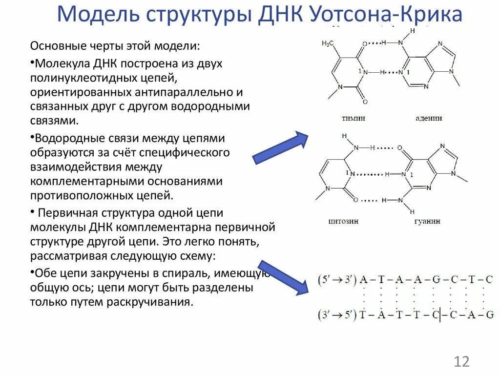 Процесс разрезания молекулы днк с помощью ферментов. Строение молекулы ДНК по модели Уотсона и крика. Модель структуры ДНК Уотсона-крика. Структура ДНК по Уотсону и крику кратко. Строение ДНК Уотсон крик.