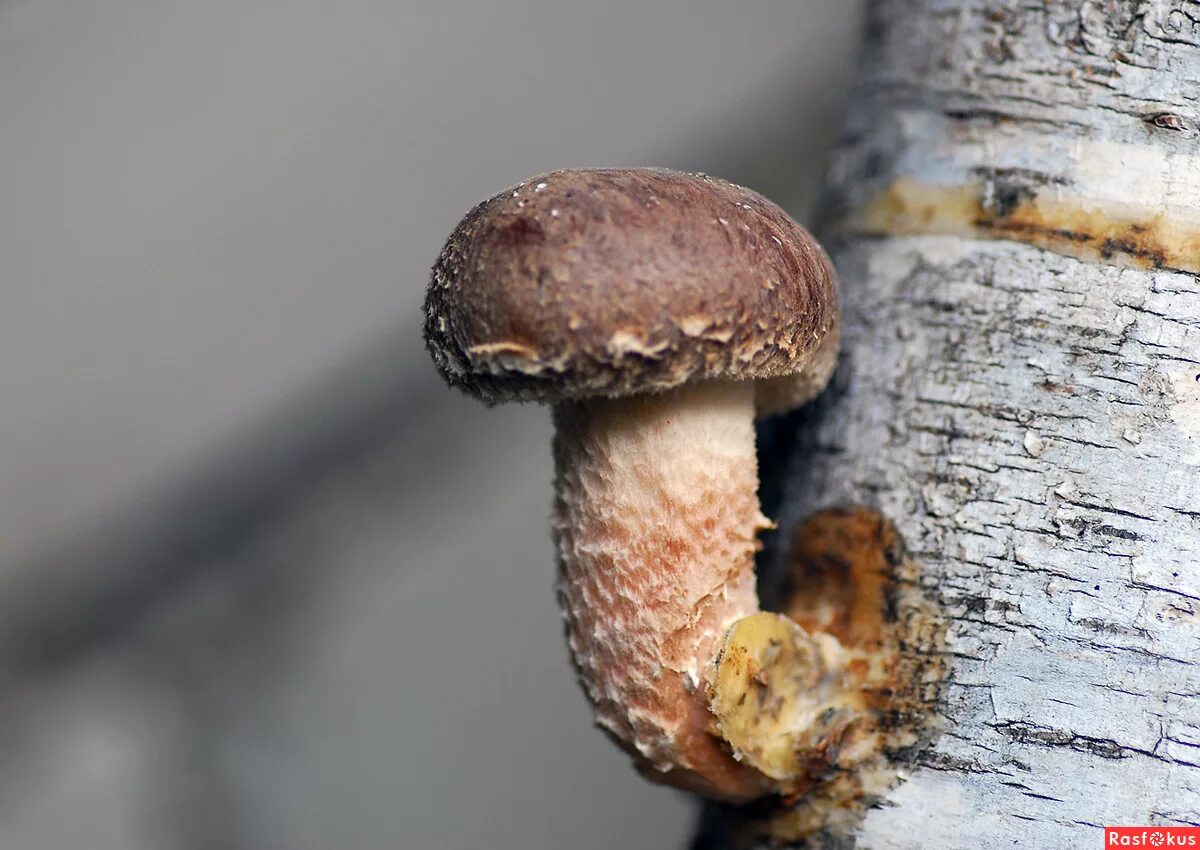 Гриб шиитаке. Шиитаке Lentinus edodes. Японские грибы шиитаке. Грибы шиитаке фото.