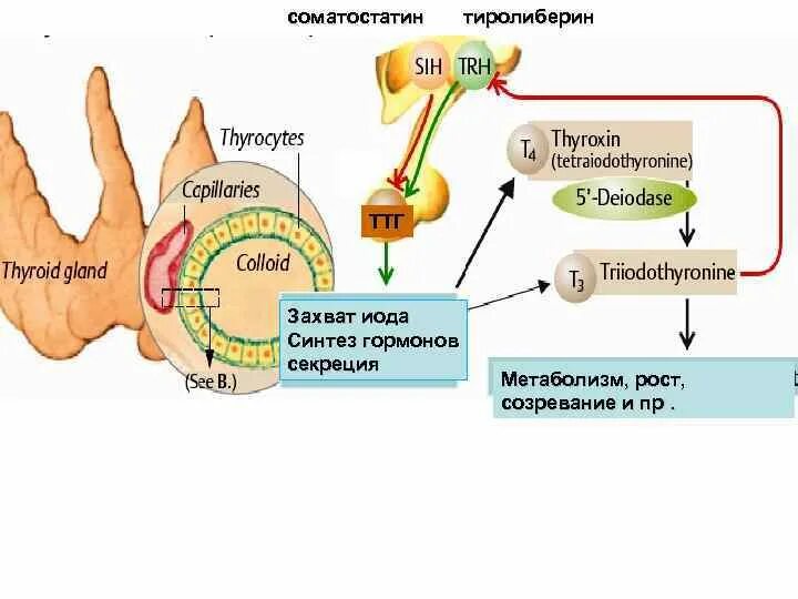 Синтез гормона роста. Соматостатин тормозит секрецию гормонов гипофиза. Соматостатин функции гормона. Соматостатин гормон поджелудочной железы. Синтез гормонов щитовидной железы.