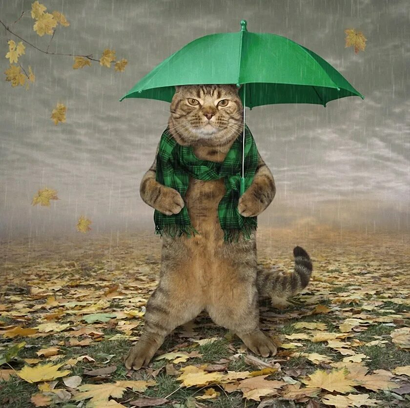 Доброе утро в дождливую погоду. Котик под дождем. Настроение в дождливую погоду. Котик с зонтиком. Котик под зонтиком.