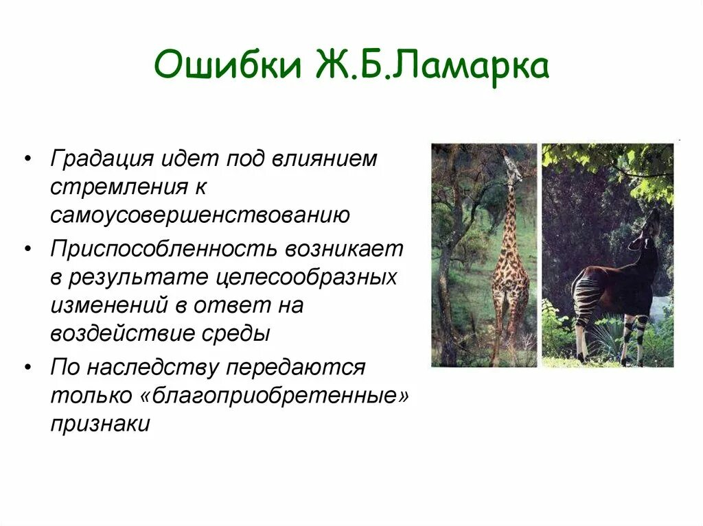 Как ламарк объяснял многообразие видов и приспособленность. Ошибки Ламарка. Ошибки ж б Ламарка. Градация по Ламарку. Ошибки учения Ламарка.