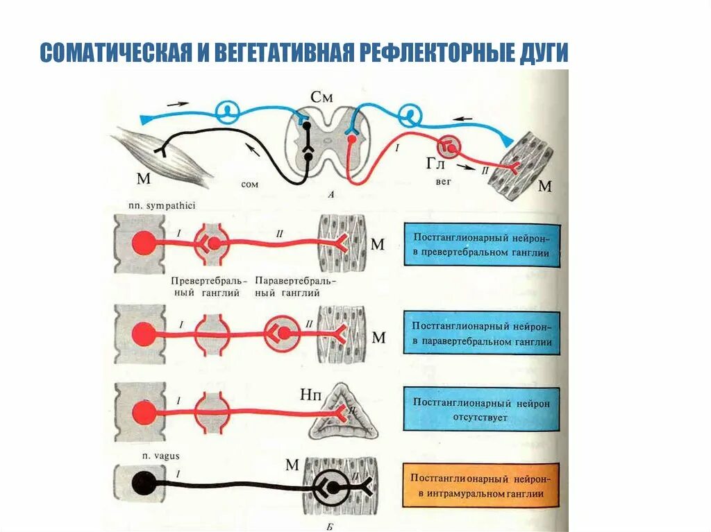 Двигательный вегетативный нейрон. Ганглии соматической нервной системы. Схема дуги вегетативного рефлекса. Схема рефлекторной дуги вегетативной нервной системы. Схема рефлекторной дуги соматической нервной системы.