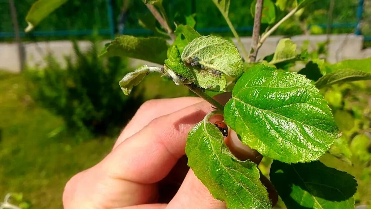 Тля на плодовых деревьях и кустарниках