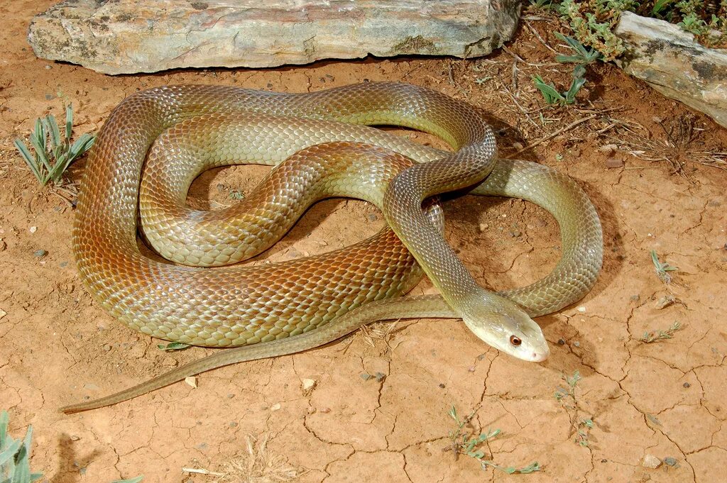 Тайпан Маккоя змея. Внутриматериковый Тайпан. Самая ядовитая змея в мире Тайпан. Змеи Австралии Тайпан. Самые ядовитые змеи фото