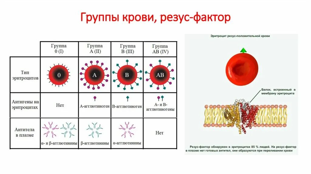 Группы крови свертываемость крови. Схема группы крови резус-фактор. Группы крови схема переливания крови резус-фактор. Система rh эритроцитов резус фактор.