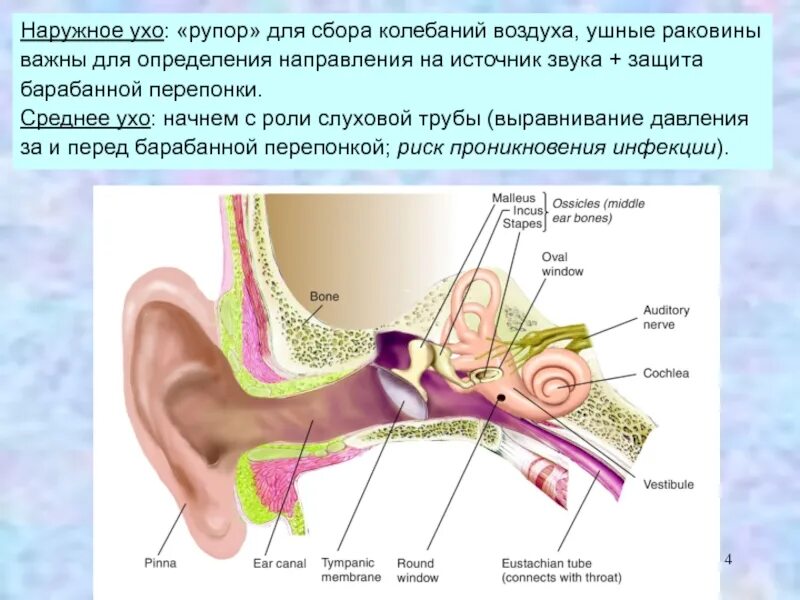 Среднее ухо. Барабанная перепонка и слуховые косточки. Слуховые косточки среднего уха. Слуховые косточки соединены. Воздух заполняет наружное ухо