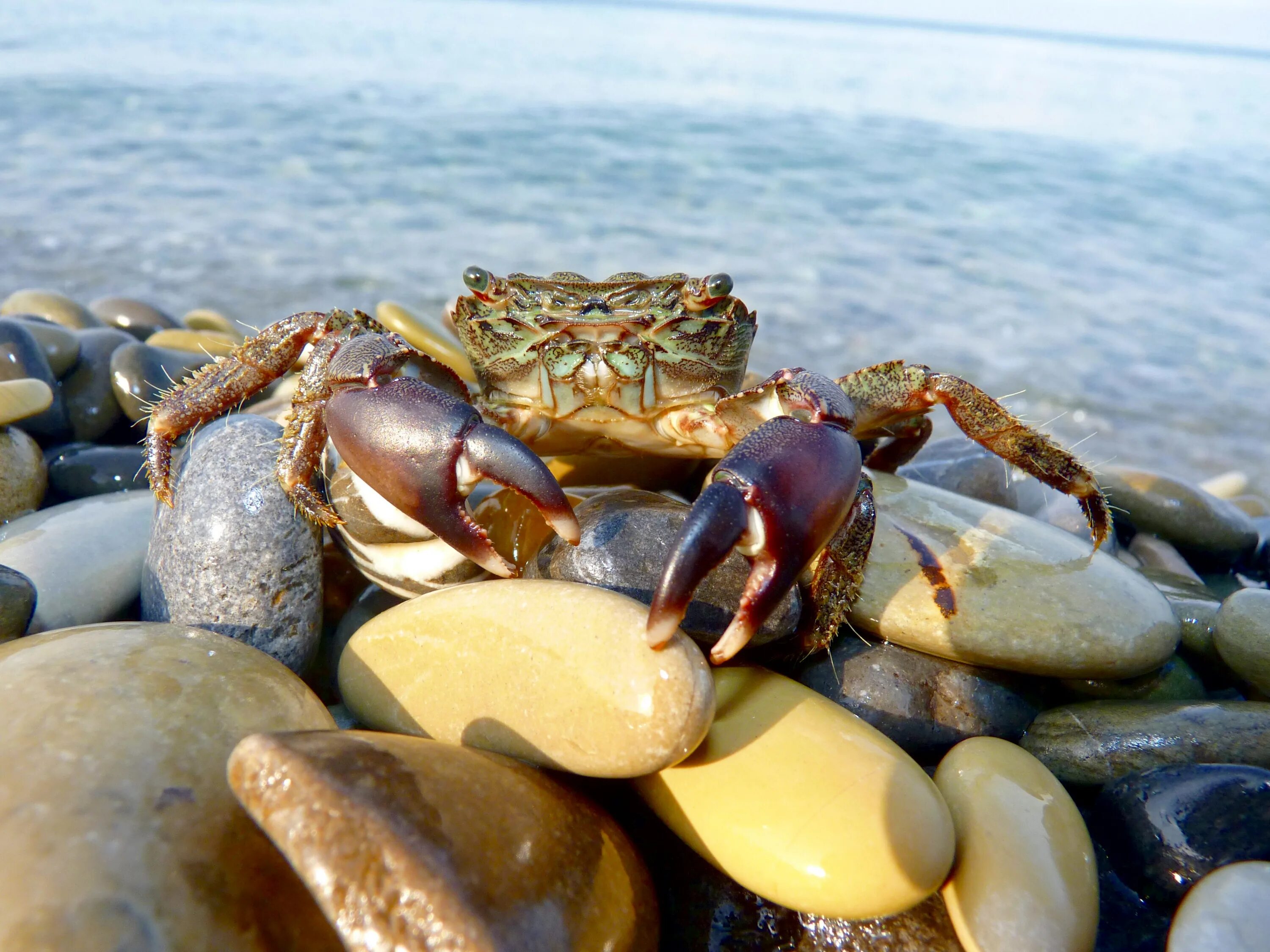 Водный краб. Краб Краснюк черное море. Черноморский каменный краб. Каменный краб черного моря. Травяной краб черного моря.