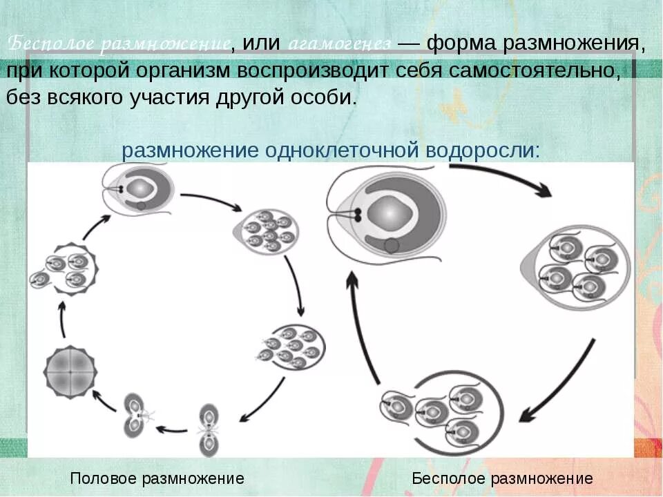 Условия бесполого размножения. Бесполое размножение 6 класс биология. Бесполое размножение это в биологии. Неполовое размножение. Размножение бесполое размножение.