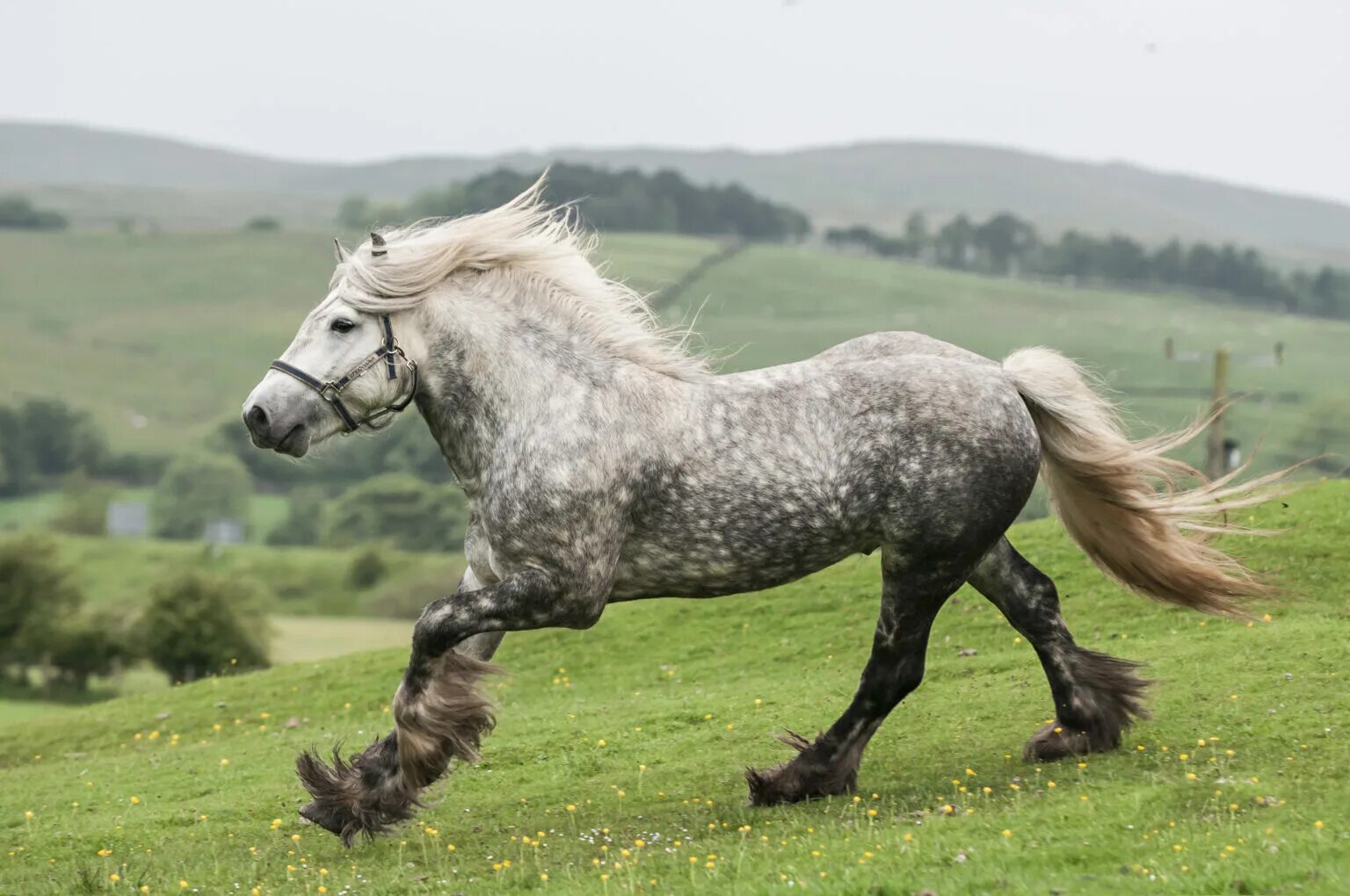 Фелл пони. Лошади породы Фелл. Арьежуаз лошадь.