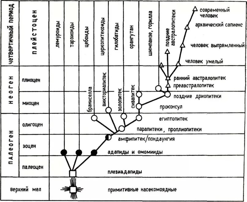 Основные этапы эволюции животных таблица. Схема эволюционного развития приматов. Эволюционное Древо гоминид схема. Филогенетическое Древо приматов. Этапы эволюции приматов 9 класс.