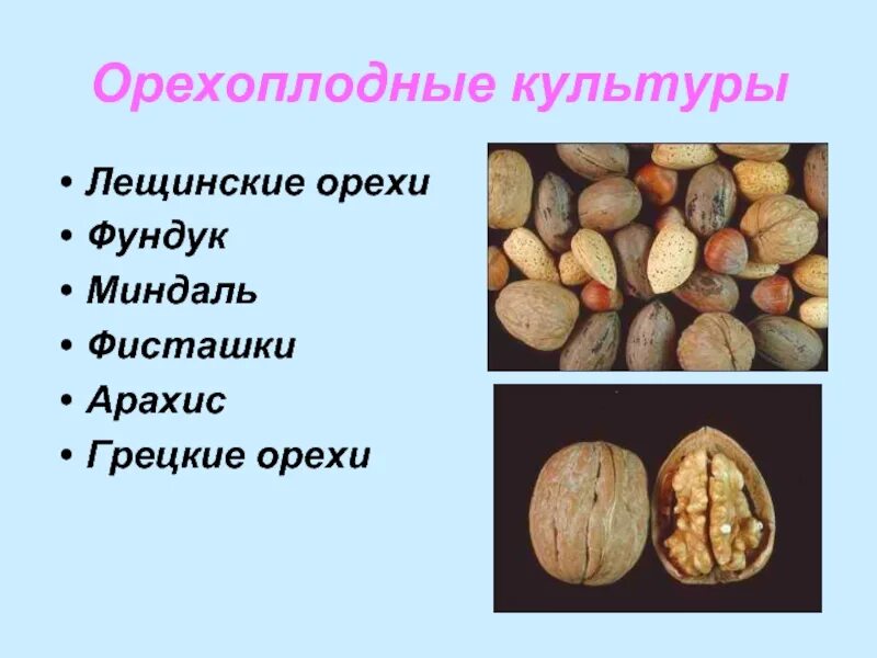 Орех какой тип плода. Орехоплодные плоды. орех (плод). орехоплодные строение. орехоплодные классификация.