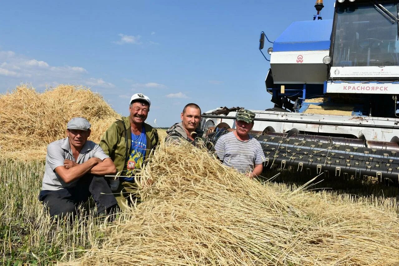 Уборка урожая. Уборка пшеницы. Уборка зерновых. Уборка урожая пшеницы.