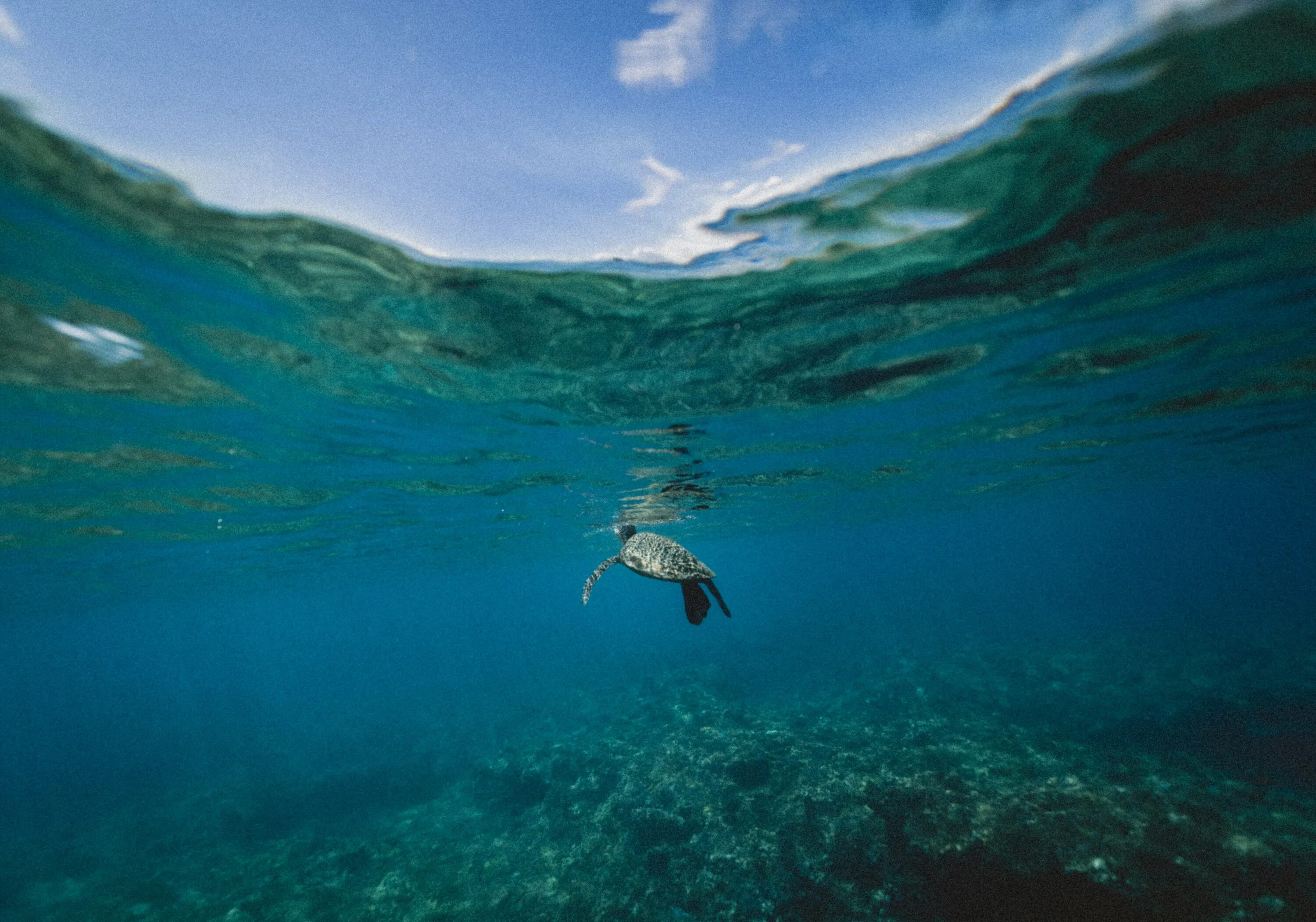 Небесные обитатели. Океан под водой. Море под водой. Море наполовину в воде. Океанские глубины.