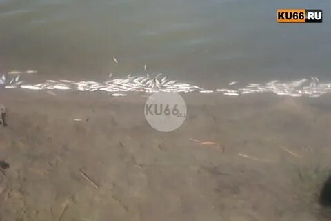 Озеро червяное