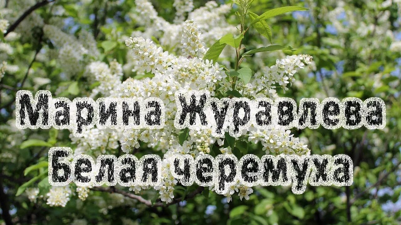 Песня сумишевского черемуха. Доброе утро черемуха.