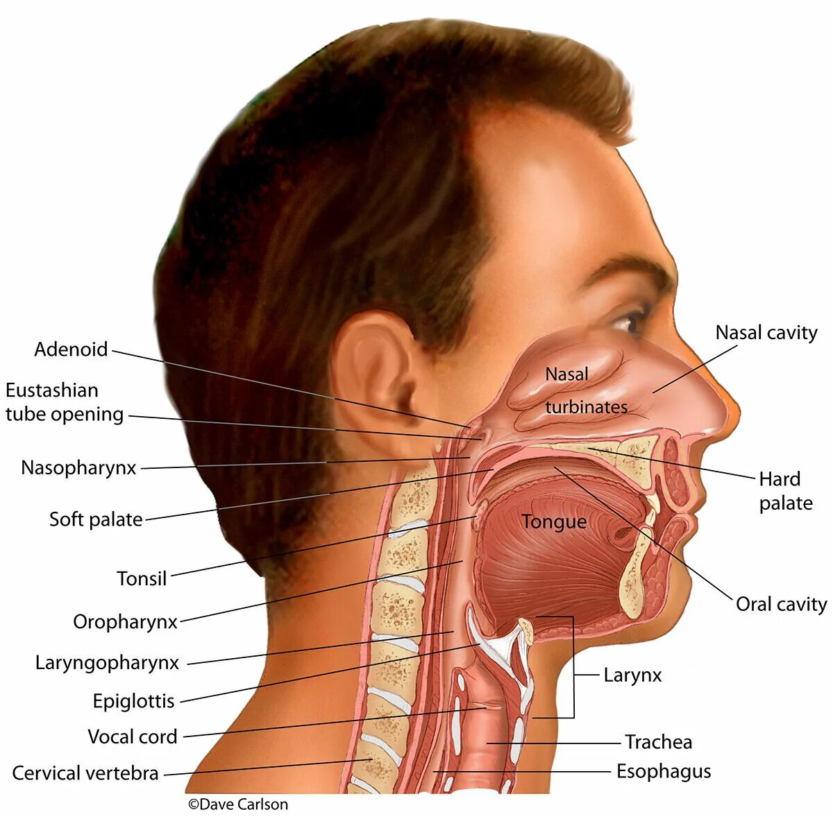 Анатомия горла человека. Горло гортань глотка анатомия. Миндалины ротоглотки анатомия. Гортань топографическая анатомия границы. Надскладочное пространство гортани.