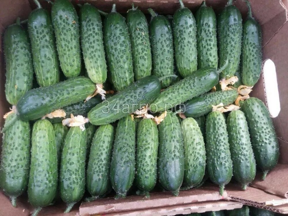 Огурец артист f1 описание отзывы фото посадка Cucumbers Grow. Selective Focus Stock Image Image of large, packaging: 1126058