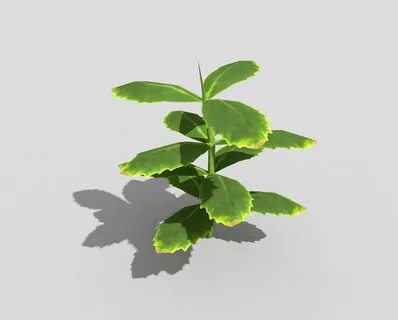 Low plants