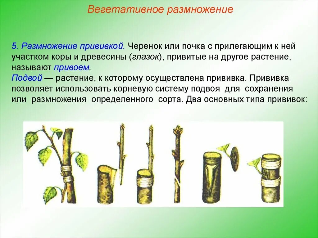 Способы вегетативного размножения деревьев