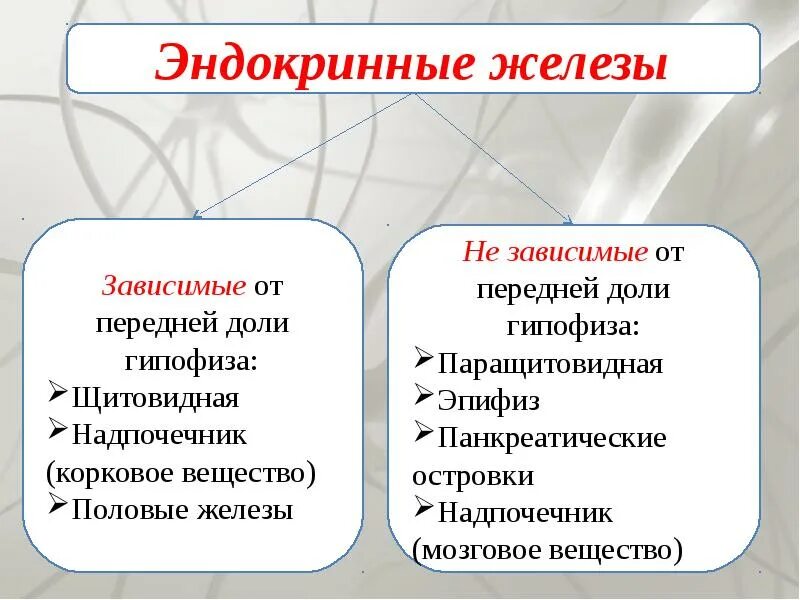 Перечислите функции железа. Гипофиззависимые железы Гипофизнезависимые железы. Железы независимые от передней доли гипофиза. Железы зависимые от передней доли гипофиза. Гипоыозависимые железы внутренней секреции.