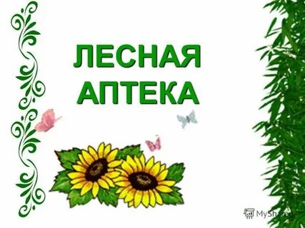 Картинки зеленая аптека