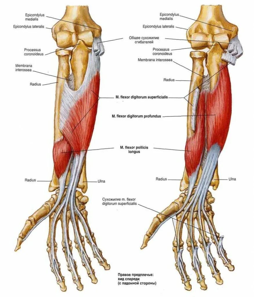 Анатомия предплечья человека мышцы и связки. Сухожилие разгибателя большого пальца руки. Анатомический атлас мышц предплечья. Мышцы отвечающие за пальцы. Мышцы отвечающие за пальцы.