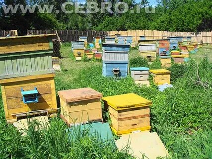 Пасека официально