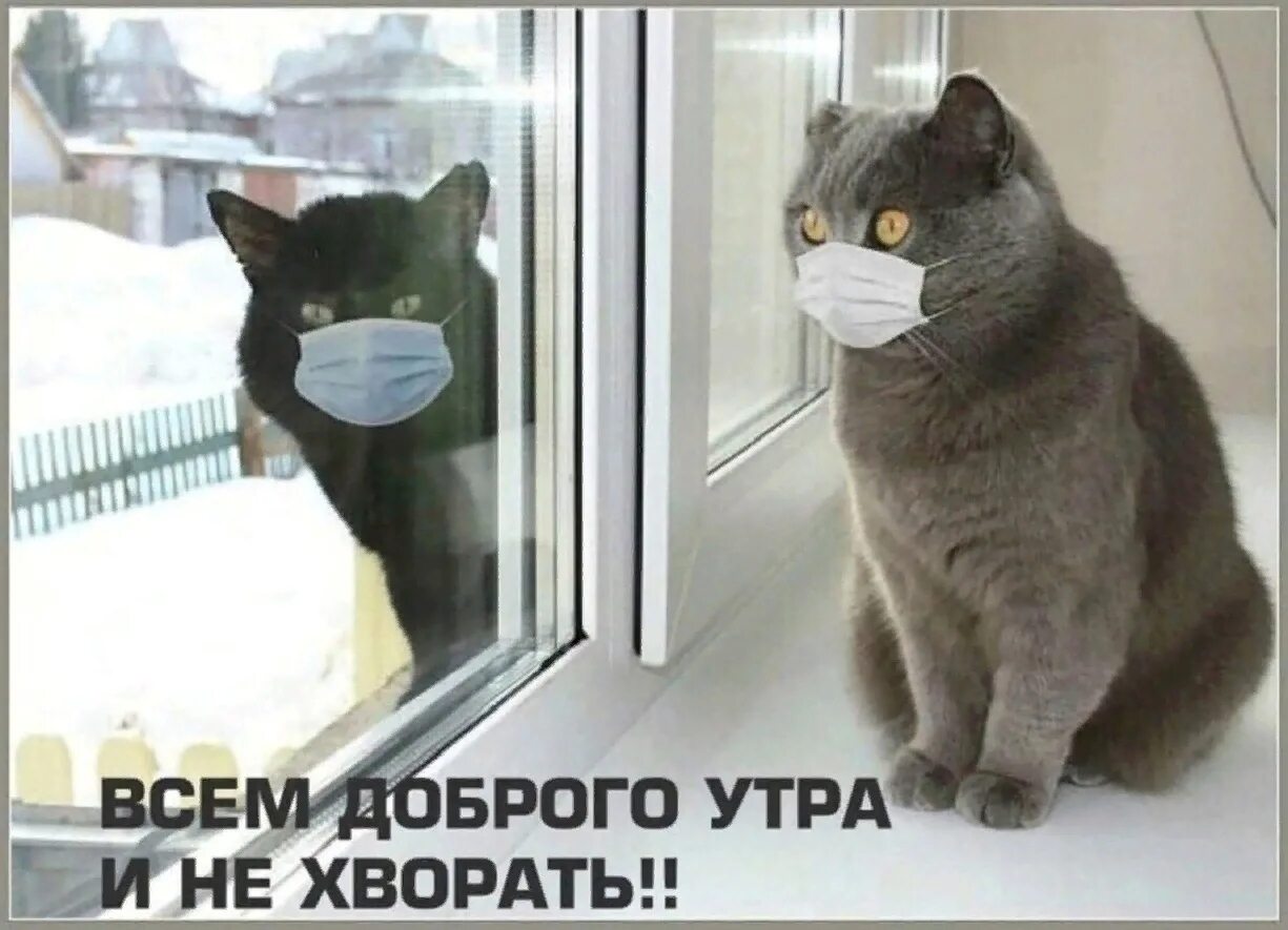 Утро доброе в окошко на ковер. Доброе утро и вам не хворать. утро прекрасное в двери стучится. утро в дверь твою стучится. и тебе не хворать.