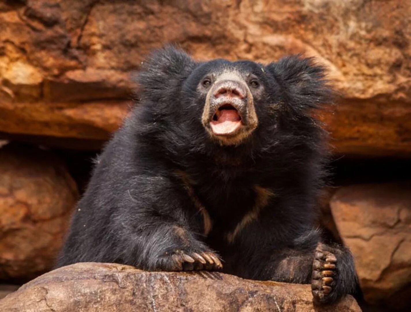 Медведь с синдромом дауна. Медведь губач. Гималайский медведь кубачкубач. Индийский медведь губач. Малайский медведь губач