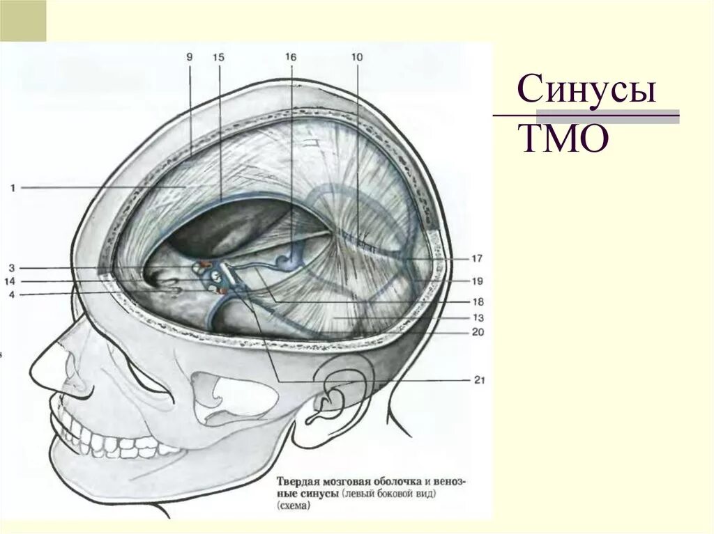 Синусы твердой оболочки мозга. ТМО твердая мозговая оболочка. Оболочки мозга. Синусы твердой мозговой оболочки. Синусы твердой мозговой оболочки схема. Анатомия синусов твердой мозговой.